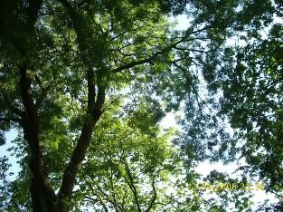 About Counselling. leaves2